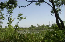 C. Bickham Dickenson Park